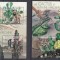 DB1 Flora Cactusi Burundi 6 x MS + SS 2 poze MNH