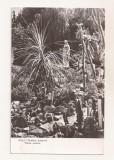 RF69 -Carte Postala- Cluj, Gradina botanica, Plante exotice, circulata 1960
