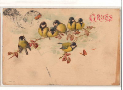 CPIB 16775 CARTE POSTALA - FELICITARE, PASARI PE RAM, VECHE, 1900, GRUSS foto