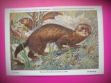 HOPCT 6239 DIHORUL-MUSTELA PUTORIUS PUTORIUS -MUSTELIDE -FAUNA EUROPA-CP CHROMO LITHO -MUZEUL REGAL STIINTE NATURALE BELGIA-NECIRCULATA, Printata