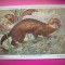 HOPCT 6239 DIHORUL-MUSTELA PUTORIUS PUTORIUS -MUSTELIDE -FAUNA EUROPA-CP CHROMO LITHO -MUZEUL REGAL STIINTE NATURALE BELGIA-NECIRCULATA
