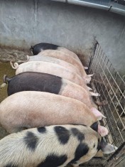 Porci de v&amp;acirc;nzare foto
