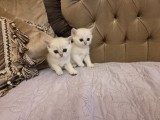 British Shorthair Silver Chinchilla