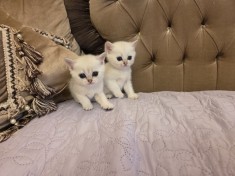 British Shorthair Silver Chinchilla