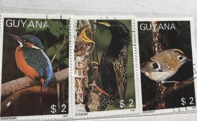 (B ) Timbre serii Straine Fauna Pasari Guyana foto