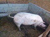 V&acirc;nd 2 scroafe gestante