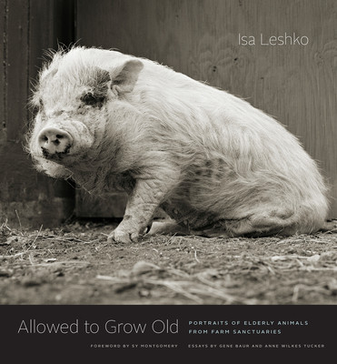 Allowed to Grow Old: Portraits of Elderly Animals from Farm Sanctuaries foto