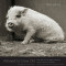 Allowed to Grow Old: Portraits of Elderly Animals from Farm Sanctuaries