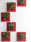 Tablou plante vii LivePicture GO rosu