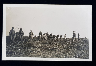 SOLDATI GERMANI LA SAPAT PE CAMP , CARTE POSTALA ILUSTRATA , MONOCROMA , CURCULATA , DATATA 1916 foto