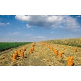 Saci Rafie Galbeni Aurii cu Șnur, 31x50 cm, 100 buc - Saci Ambalare Legume și Cartofi