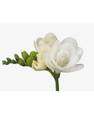 Freesia, Floare Dubla White, Alb, 5/6, 1 Bulb, Oem