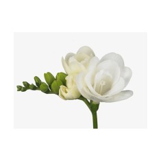 Freesia, Floare Dubla White, Alb, 5/6, 1 Bulb