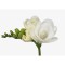 Freesia, Floare Dubla White, Alb, 5/6, 1 Bulb