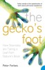 The Gecko S Foot