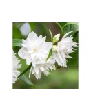 Philadelphus &#039;Minnesota Snowflake&#039;, iasomie cu flori duble, arbust parfumat, la ghiveci, 1 buc, Oem