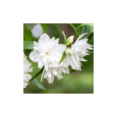 Philadelphus &#039;Minnesota Snowflake&#039;, iasomie cu flori duble, arbust parfumat, la ghiveci, 1 buc
