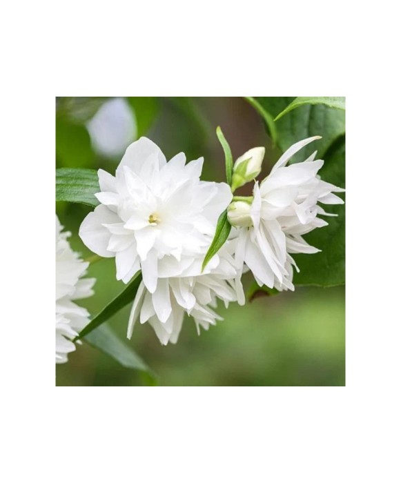 Philadelphus &#039;Minnesota Snowflake&#039;, iasomie cu flori duble, arbust parfumat, la ghiveci, 1 buc