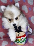 Puiuț pomeranian