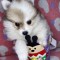 Puiuț pomeranian