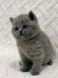 British Shorthair Blue