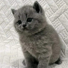 Vand pui de pisica british shorthair