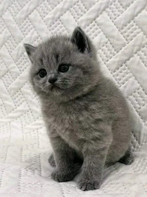 Vand pui de pisica british shorthair foto