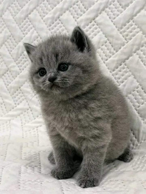 Vand puiuti British Shorthair foto