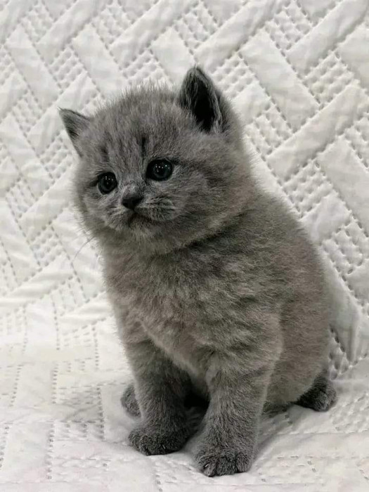 Vand pui de pisica british shorthair