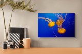 Tablou Canvas, "Dansul grațios al meduzelor aurii", Meduze, Portocalii, Apă, Tentacule, Ocean, Albastru, Graţie, Subacvatic, Lumină, 39 x 26 cm, CMCLA