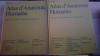 SOBOTTA Atlas d`Anatomie Humaine 2,3 - H. Femer, J. Staubesand