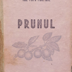 Prunul - N. Constantinescu Popa Porfire ,556573