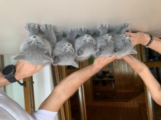 British Shorthair Blue foto