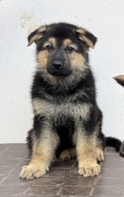 Ciobănesc german foto