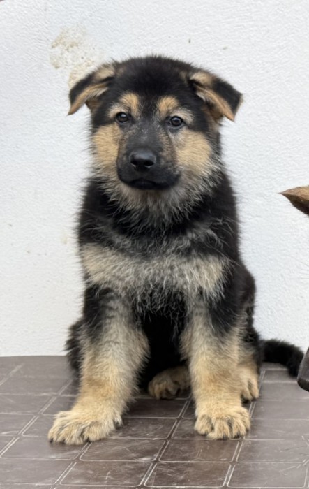 Ciobănesc german