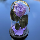 Trandafir Criogenat mov &Oslash;6,5cm in cupola de sticla 10x20cm