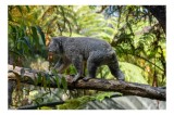 Tablou Canvas, "Koala explor&acirc;nd pădurea tropicală australiană", Koala, Ramură, Pădure, Blană, Verdeață, Leneș, Arbori, Australian, Frunze, Natură, 39