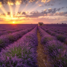 Fototapet autocolant Casa din lavanda, 250 x 150 cm