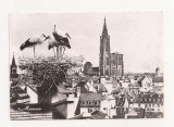FA43-Carte Postala- FRANTA - Strasbourg, Nid de Cigognes, circulata 1949