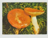 bnk cp Ciuperci - carte postala necirculata