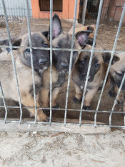 Ciobanesc belgian malinois foto