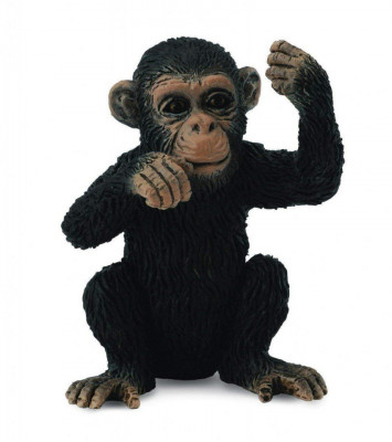 Cimpanzeu Pui - Collecta foto