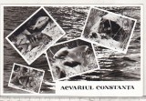bnk cp Constanta - Acvariul - necirculata