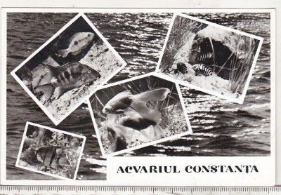 bnk cp Constanta - Acvariul - necirculata foto