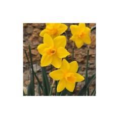 Narcise Sweetness 10/12 ,bulb