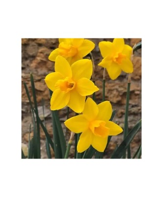 Narcise Sweetness 10/12 ,bulb foto
