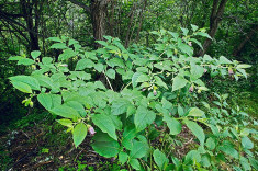 Atropa belladonna / MATRAGUNA 10 seminte in pachet foto