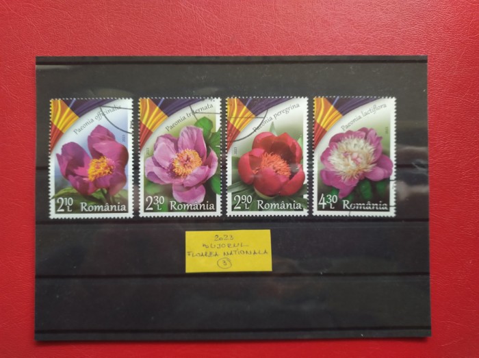 2023 - BUJORUL - FLOAREA NATIONALA ( 3 )