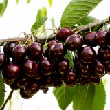 Cumpara ieftin Cires &ndash; Soiul Kordia