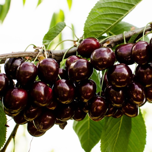 Cires &ndash; Soiul Kordia